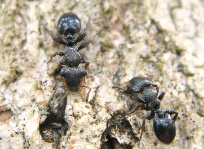 Mirror turtle ants
