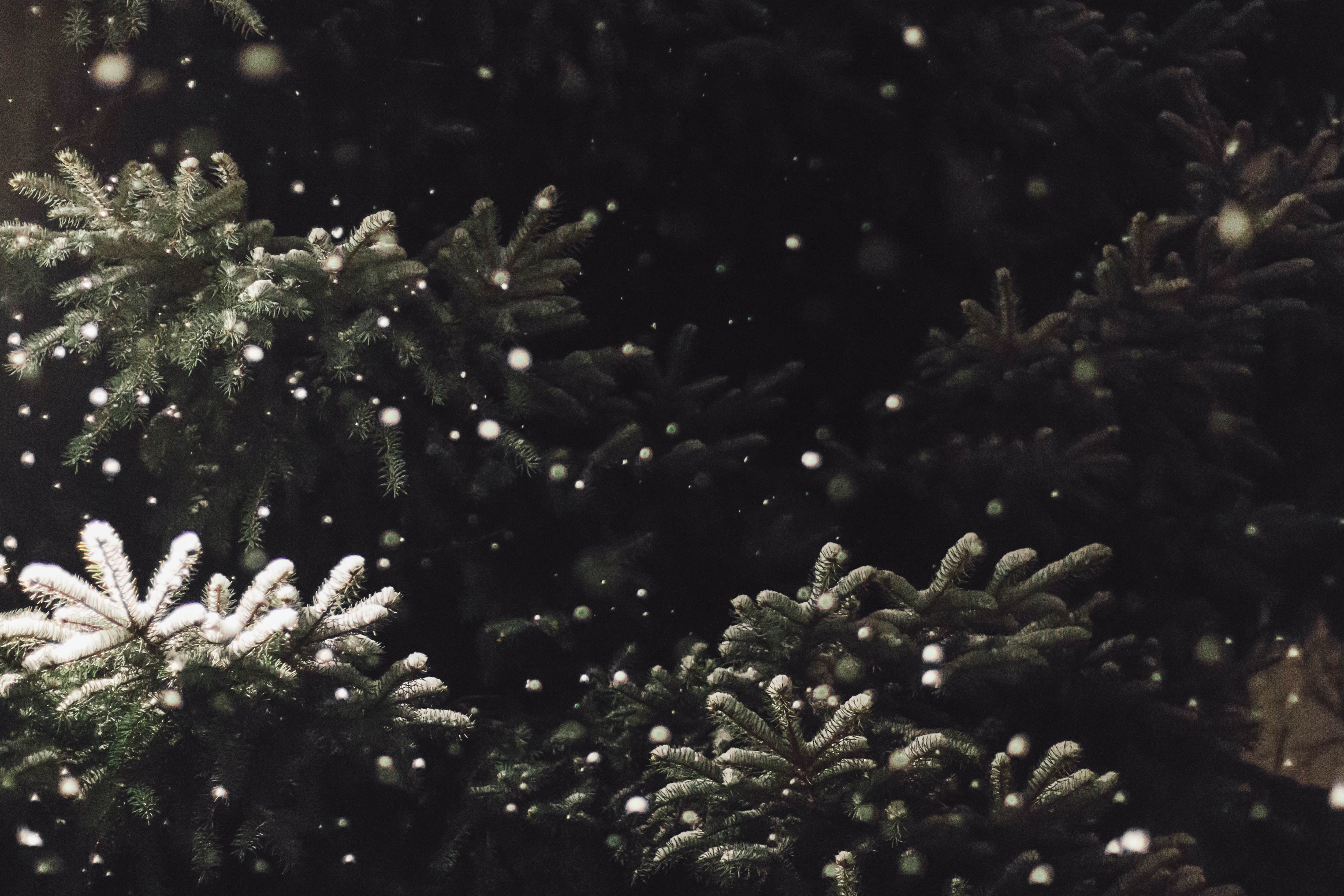 Pine boughs with snow. (Luke Hodde/Unsplash)