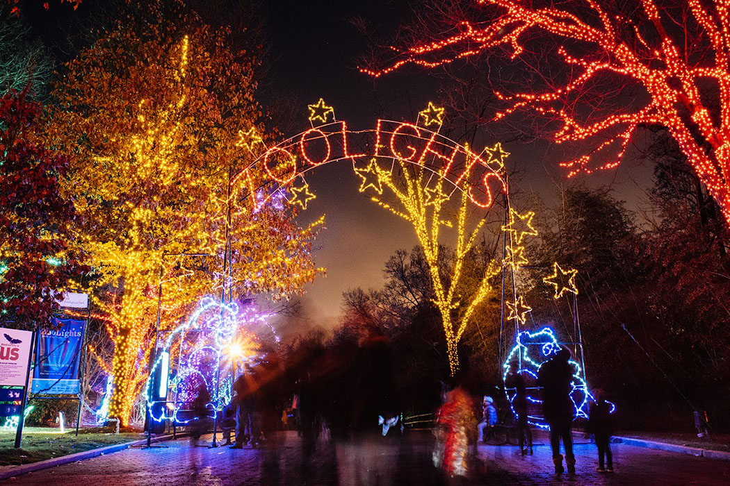 Lit up trees and panda sculptures at ZooLights
