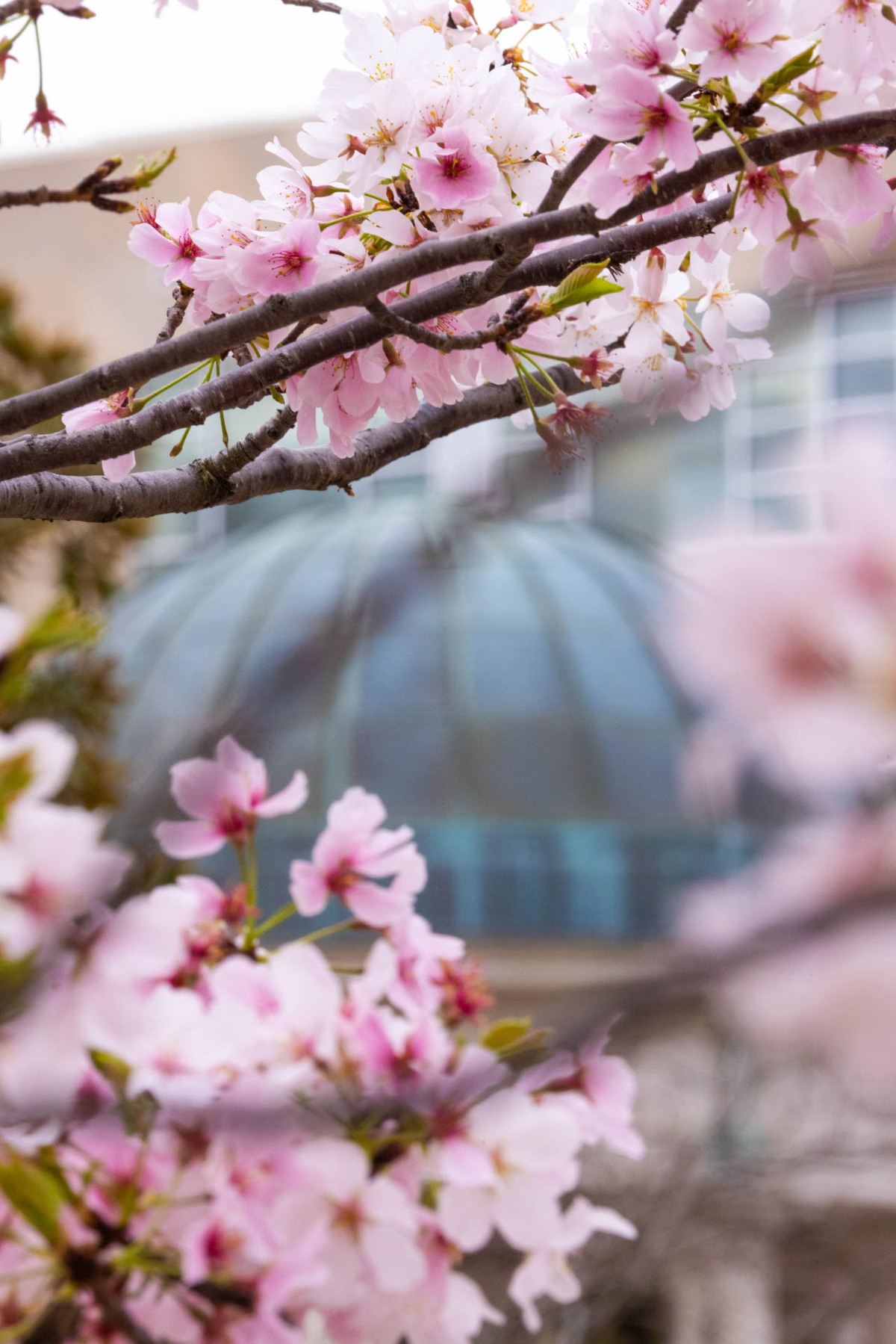 The Month of March in Photos Cherry Blossoms