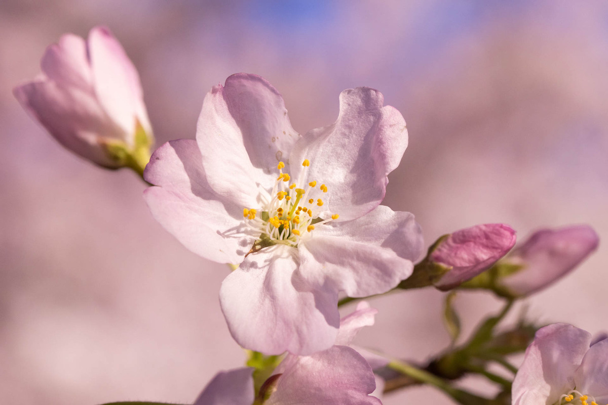 The Month of March in Photos Cherry Blossoms