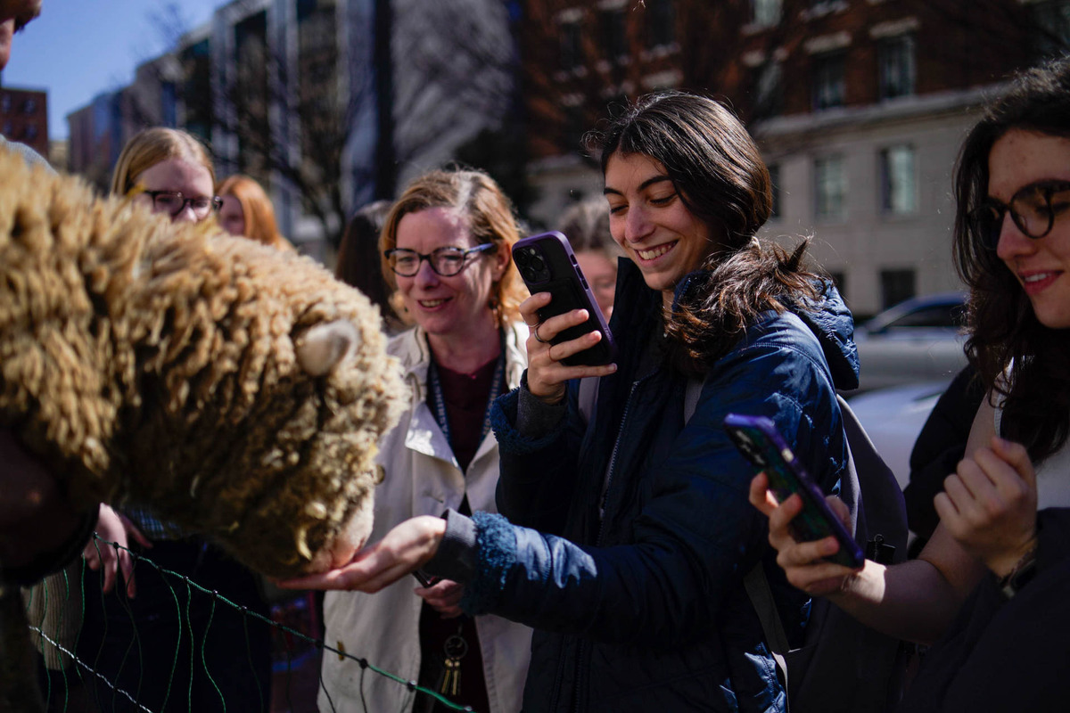 The Month of March in Photos Sheep on campus