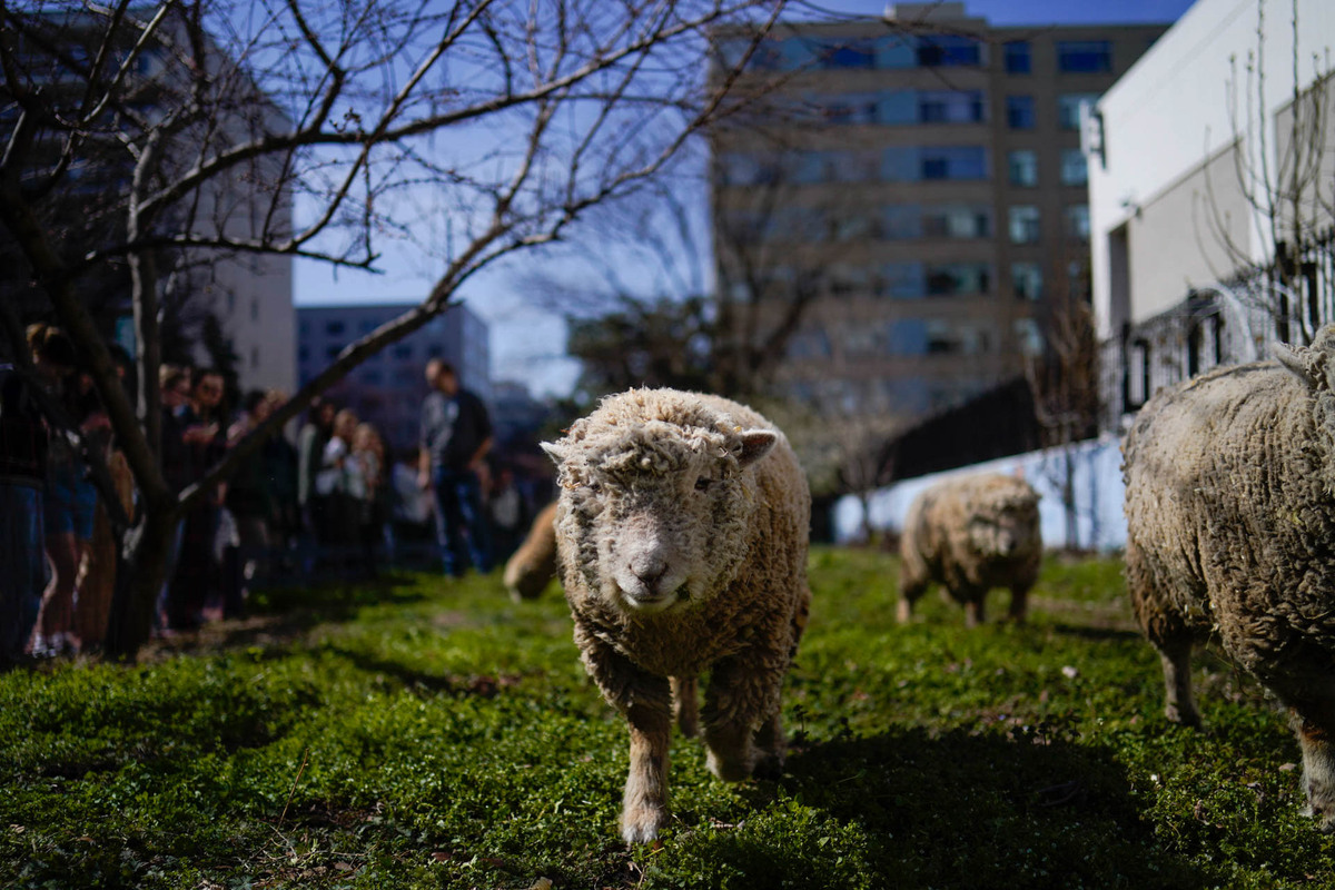 The Month of March in Photos Sheep on campus