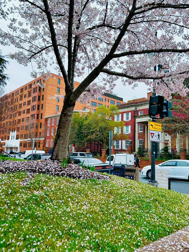 Cherry Blossoms 2023