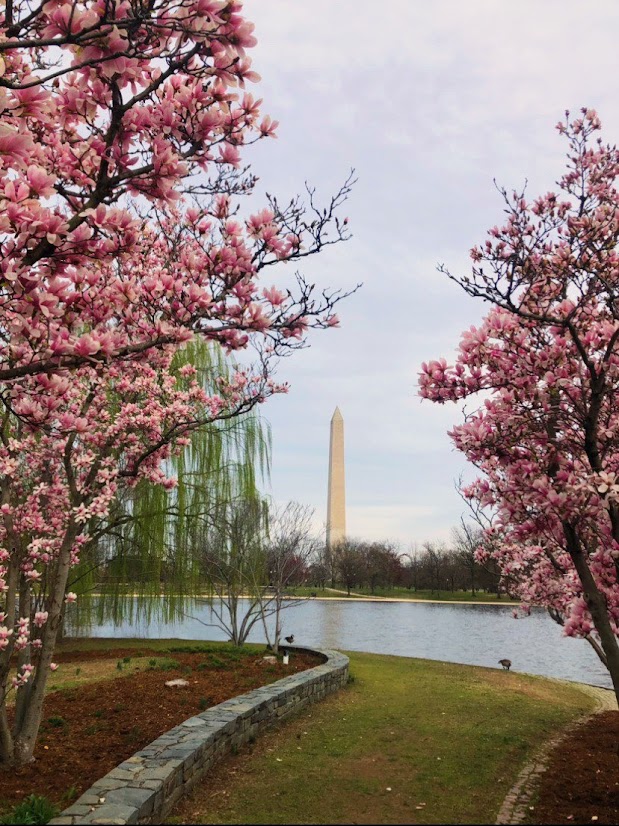 Cherry Blossoms 2023