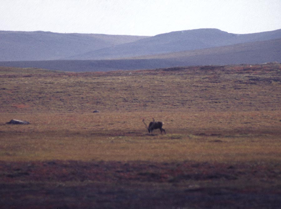 A caribou at the Toolik Lake region, a remote area of Alaska’s North Slope.