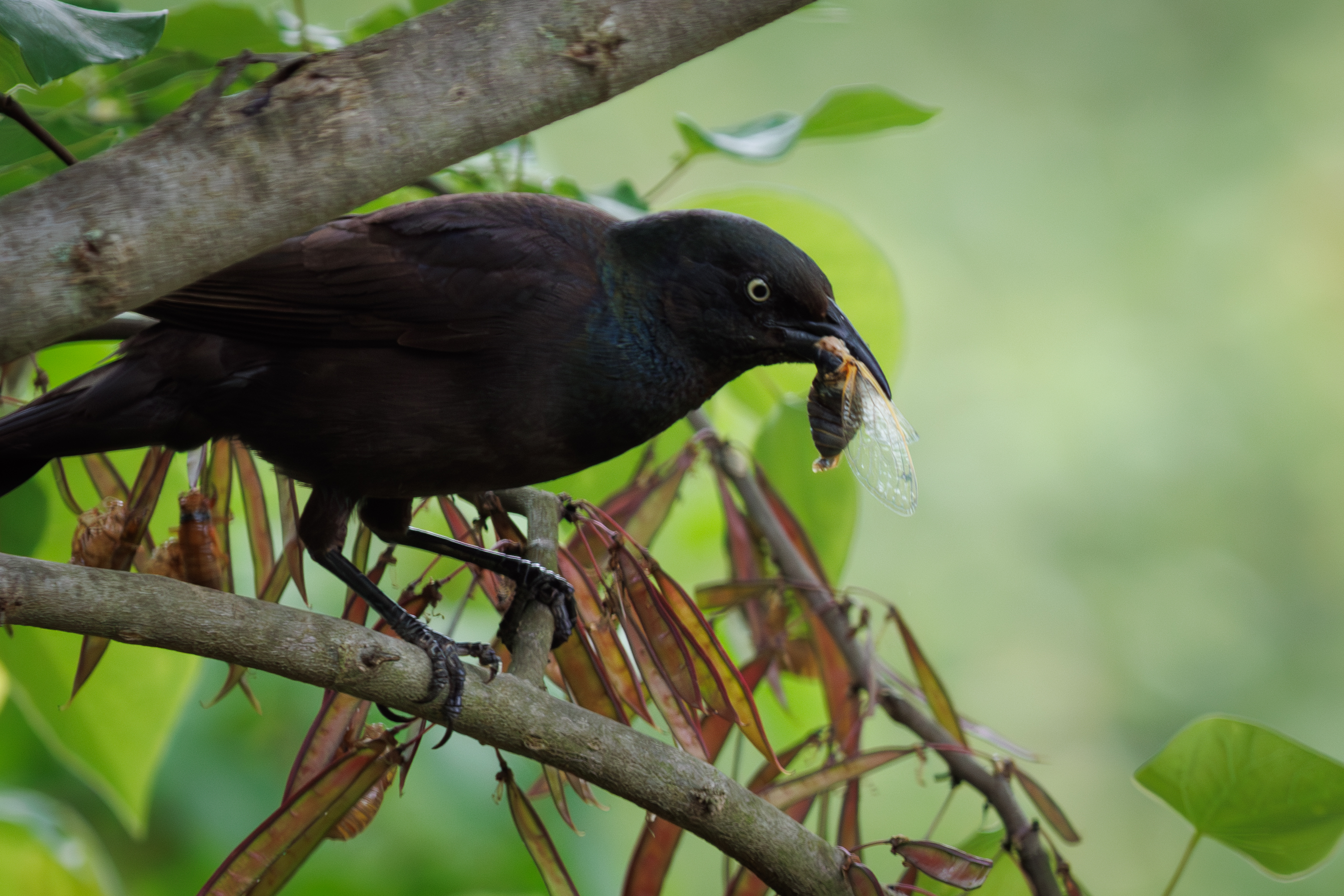 A black grackle bird on a tree branch eating a cicada
