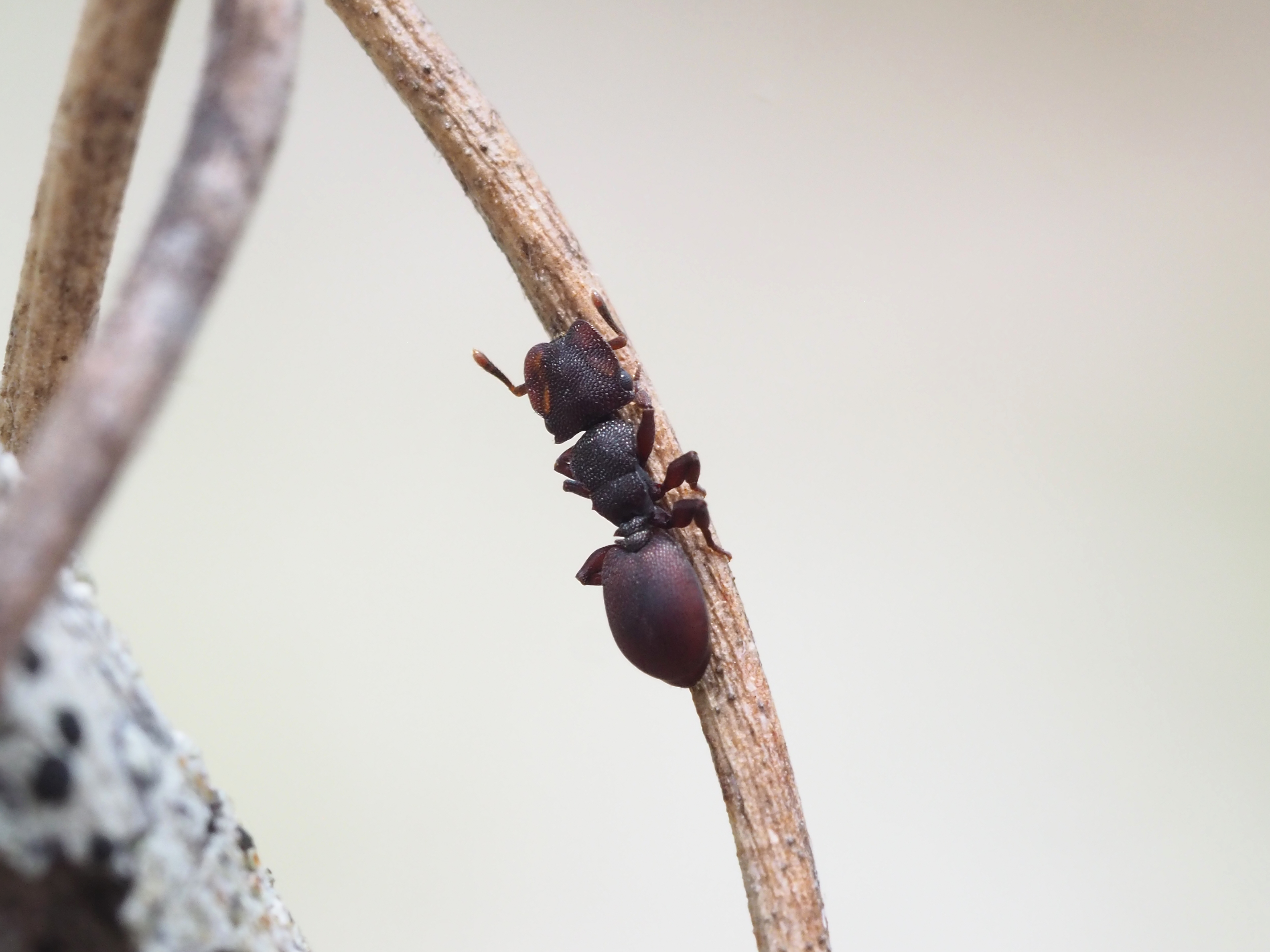 Turtle ant on a branch