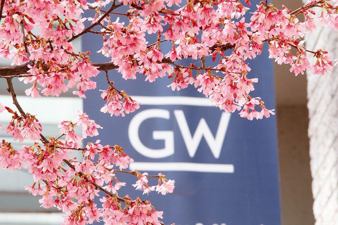 Cherry blossoms framing a GW campus banner