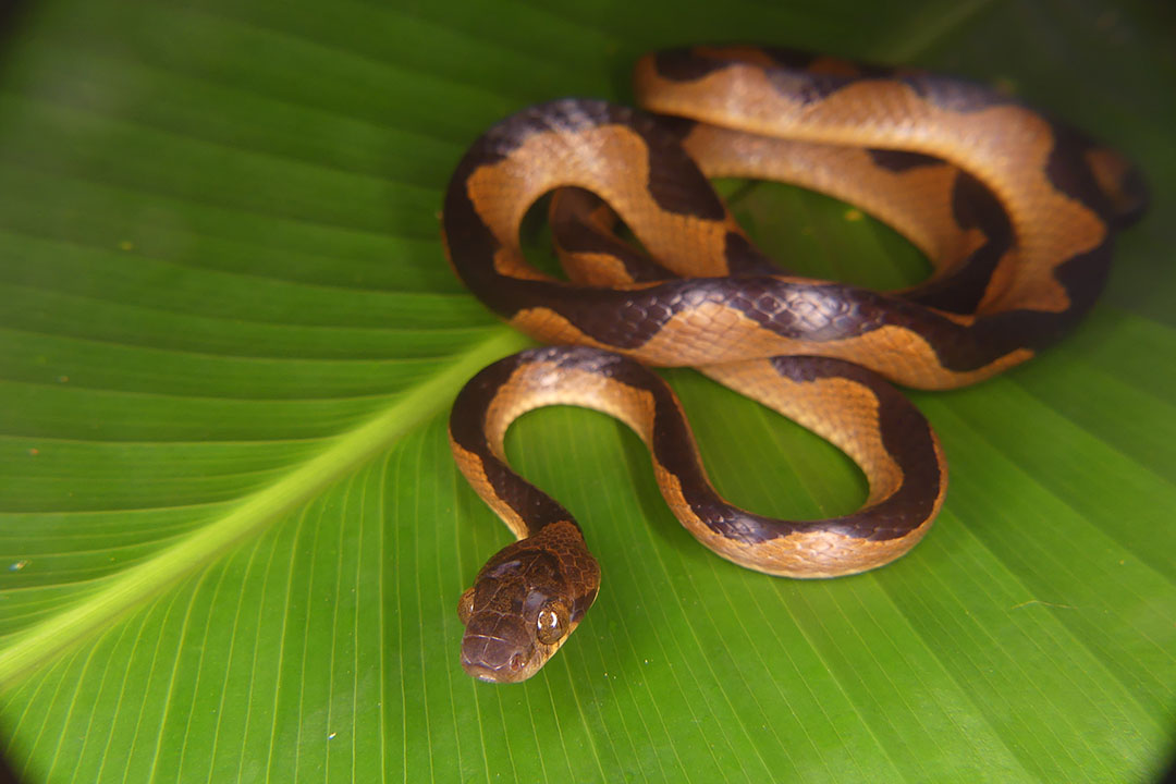 this cat-eyed snake (Leptodeira semiannulata) in the Peruvian Amazon. Brown & tan striped snake on a green leaf.