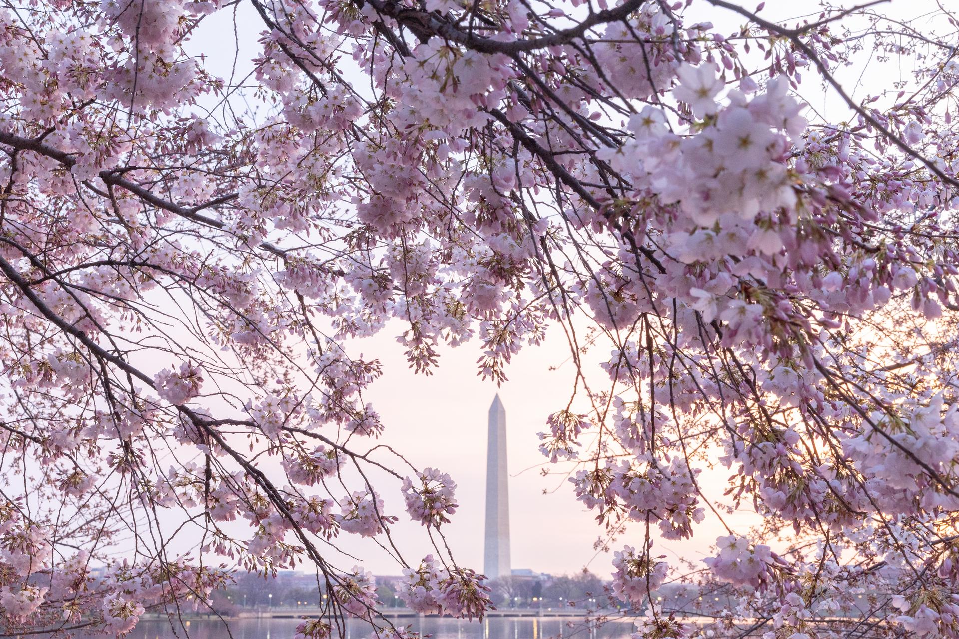Cherry blossoms over the Washington Monument