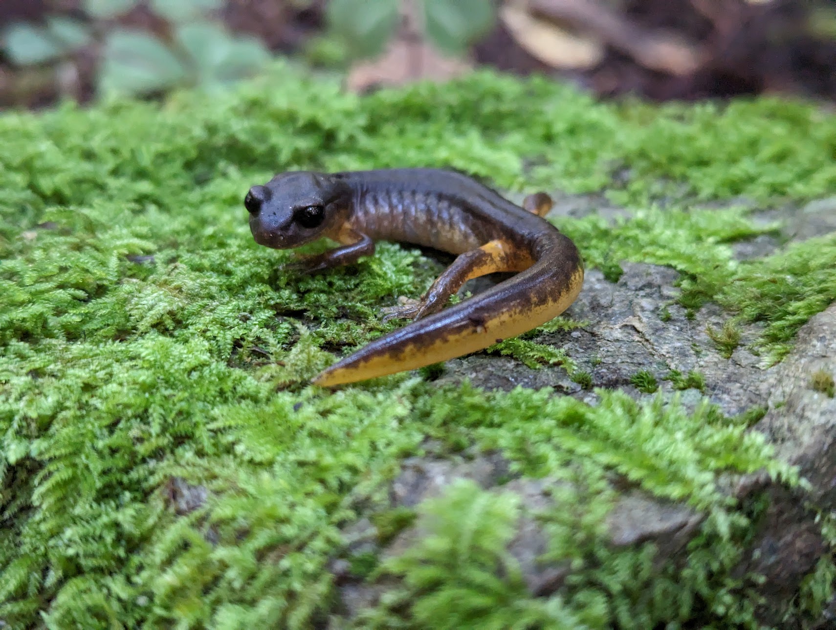 the Ensatina eschscholtzii oregonensis salamander brown & yellow on a mosssy green rock