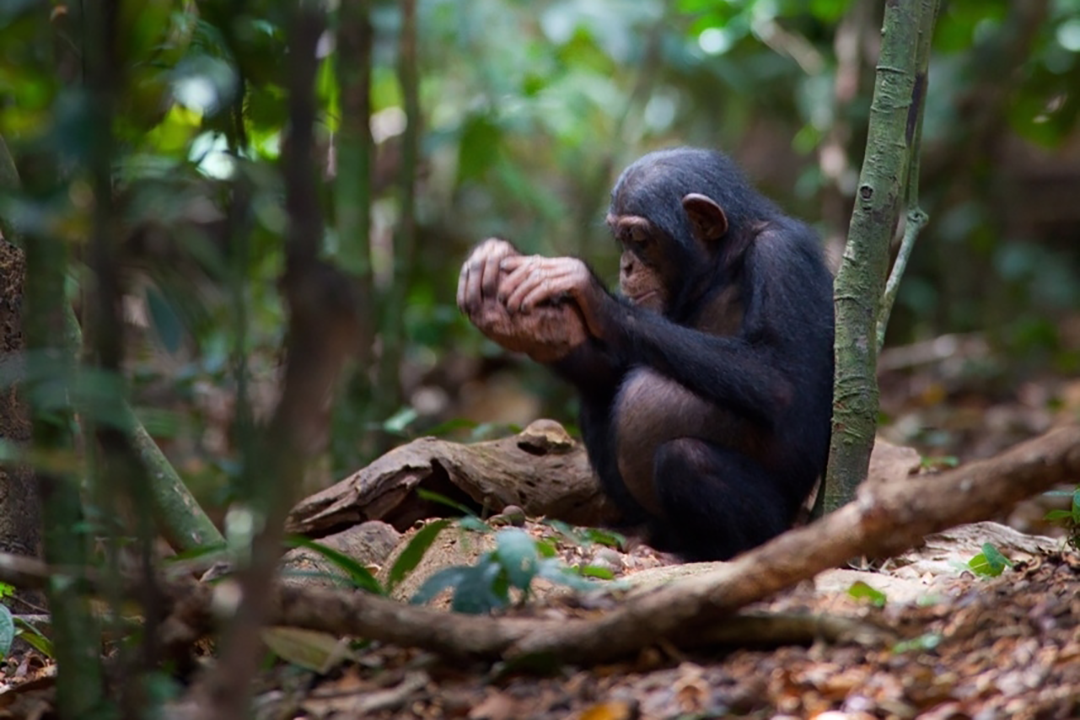 A young male chimpanzee in the Täi Forest of Côte d ́Ivoire cracking Coula edulis nuts using a stone hammer and a wooden anvil