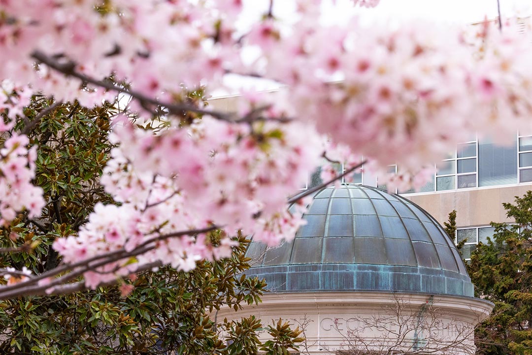 Tempietto blossoms