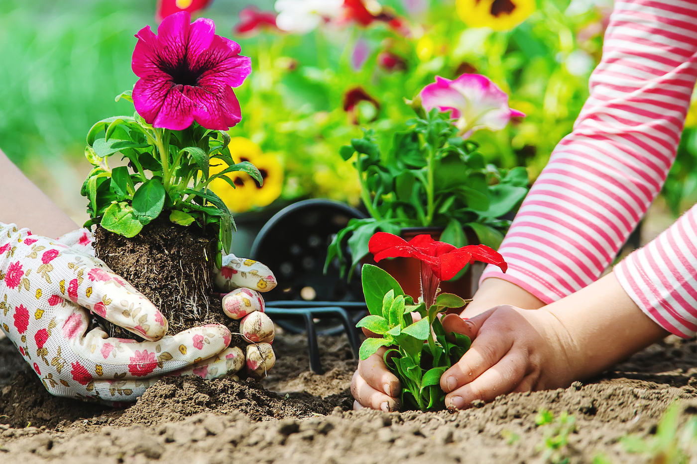 An adult and a child's hands are shown placing flowers in a garden bed (Adobe Stock)