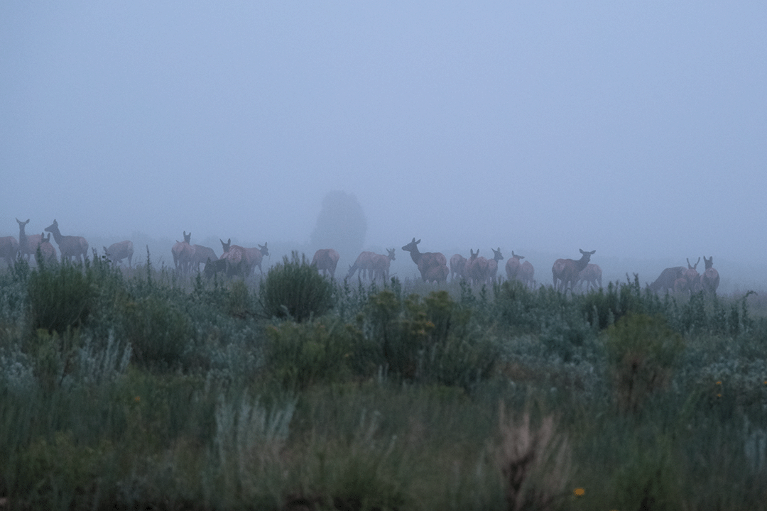 Herd of elk in the mist