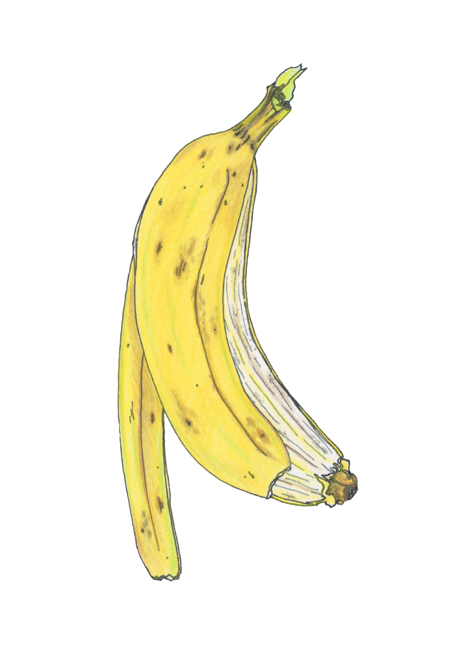 a banana drawn by Nick Hemenway a banana drawn by Nick Hemenway