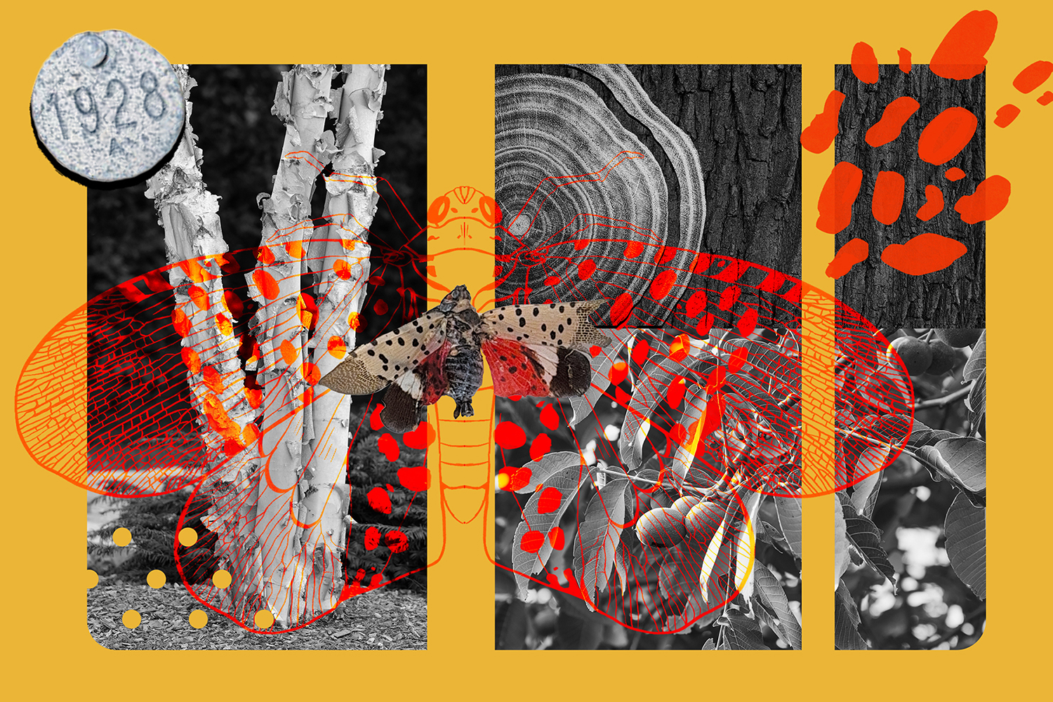 Collage on spotted lanternfly theme by Lauren Gillespie