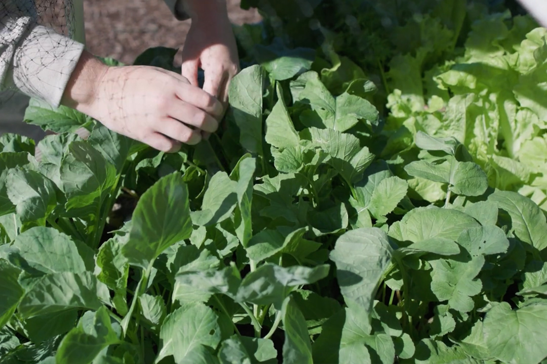 Close up of Riley's hands in a plant bed