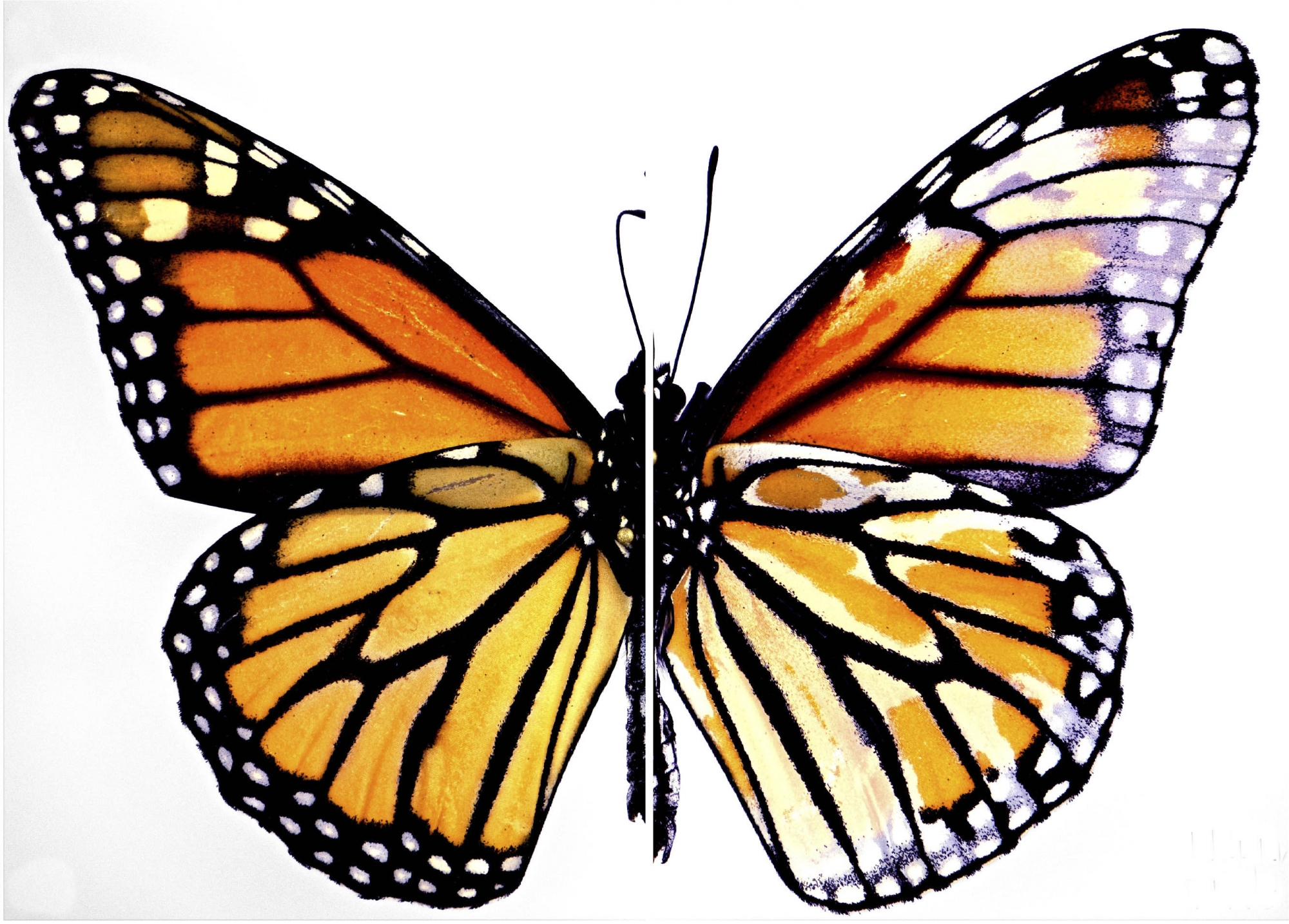 Monarch