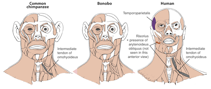 Bonobos