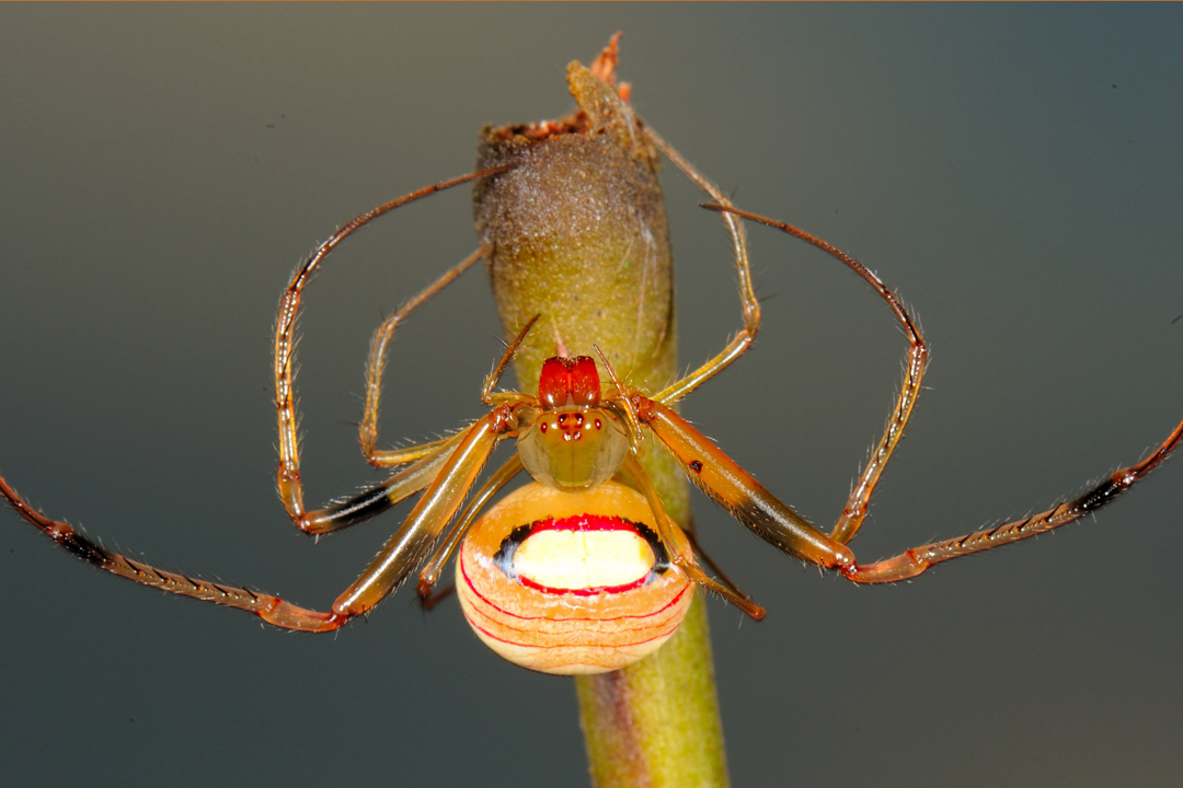 GW Researcher Explains How Seven Spiders Spin Webs of Entrapment