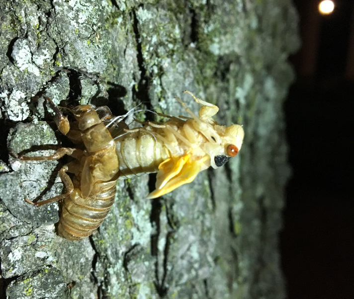 emerging cicada