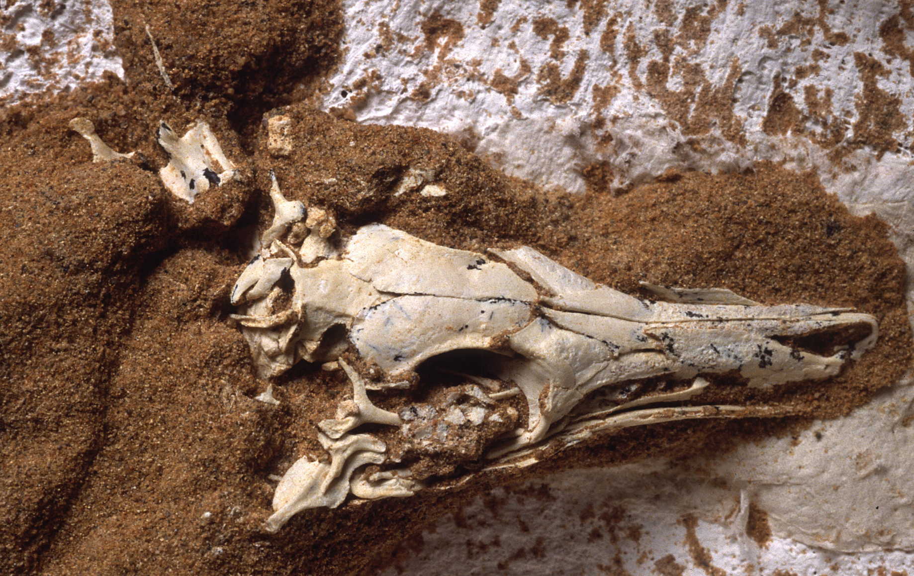 Fossilized Dino Skull