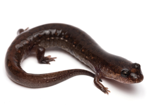 Researchers Discover New Salamander Species from Gulf Coastal Plains  Hotspot | GW Today | The George Washington University