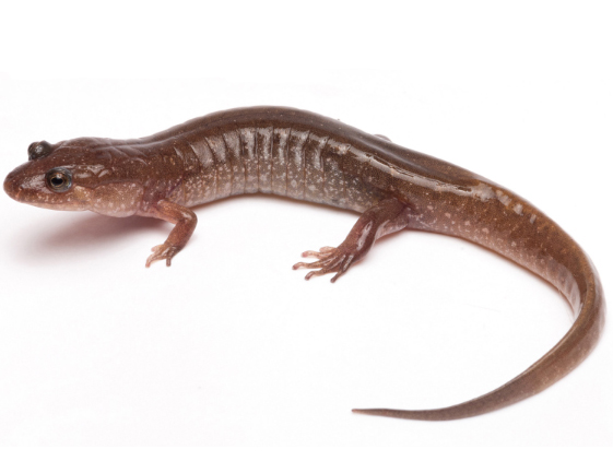 salamander