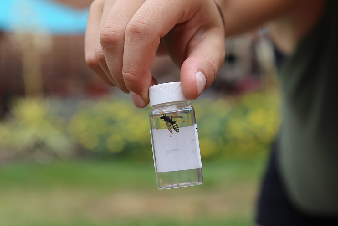 Pollinating wasp