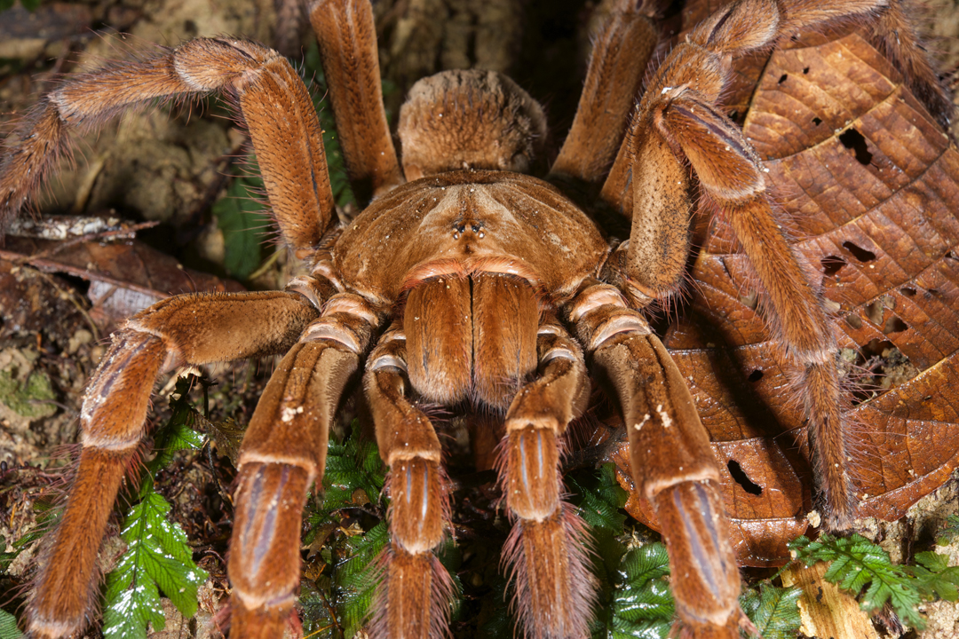 GW Researcher Explains How Seven Spiders Spin Webs of Entrapment