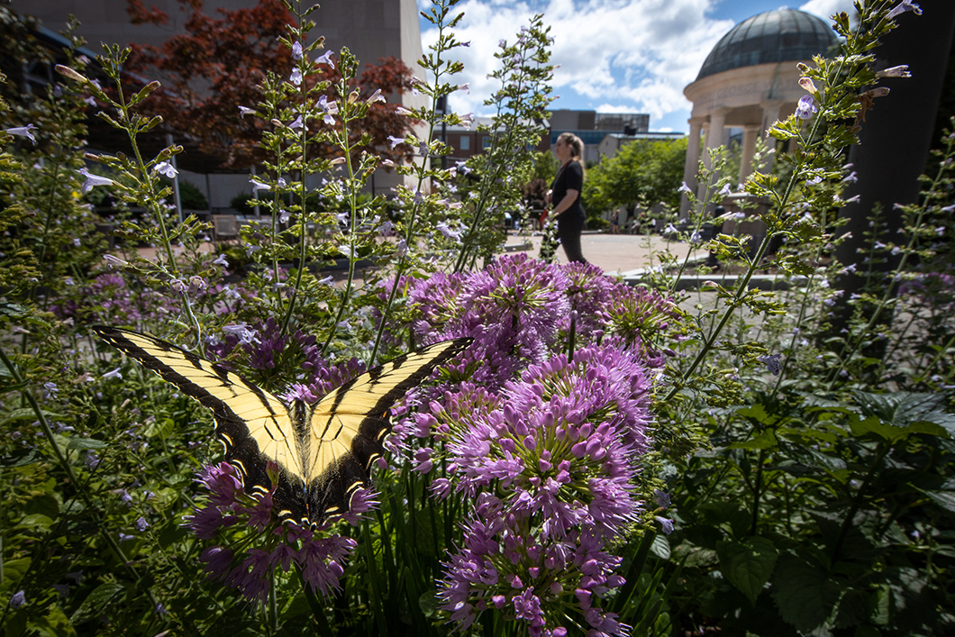 Pollinator10