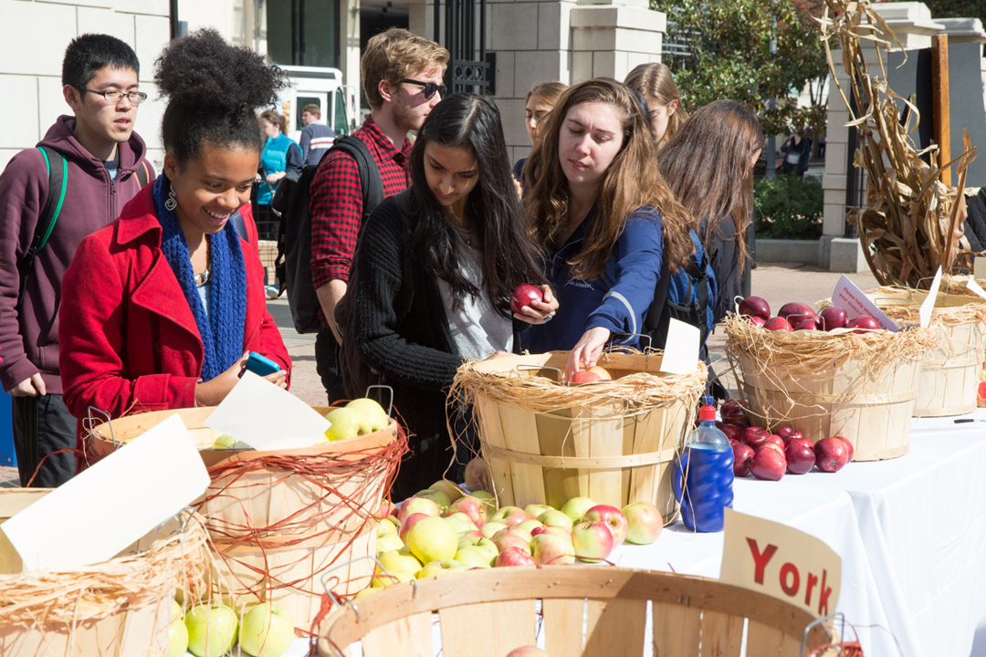 Students at apple day putting apples into bins 