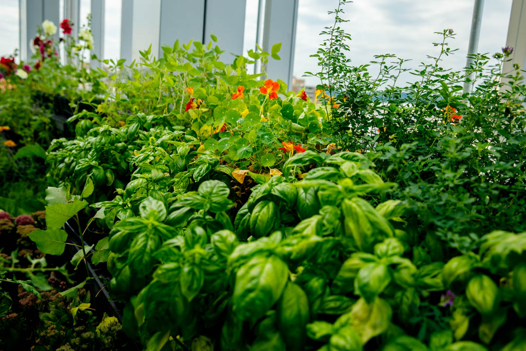 Basil, nasturtium, alfalfa, soybean and hollyhock