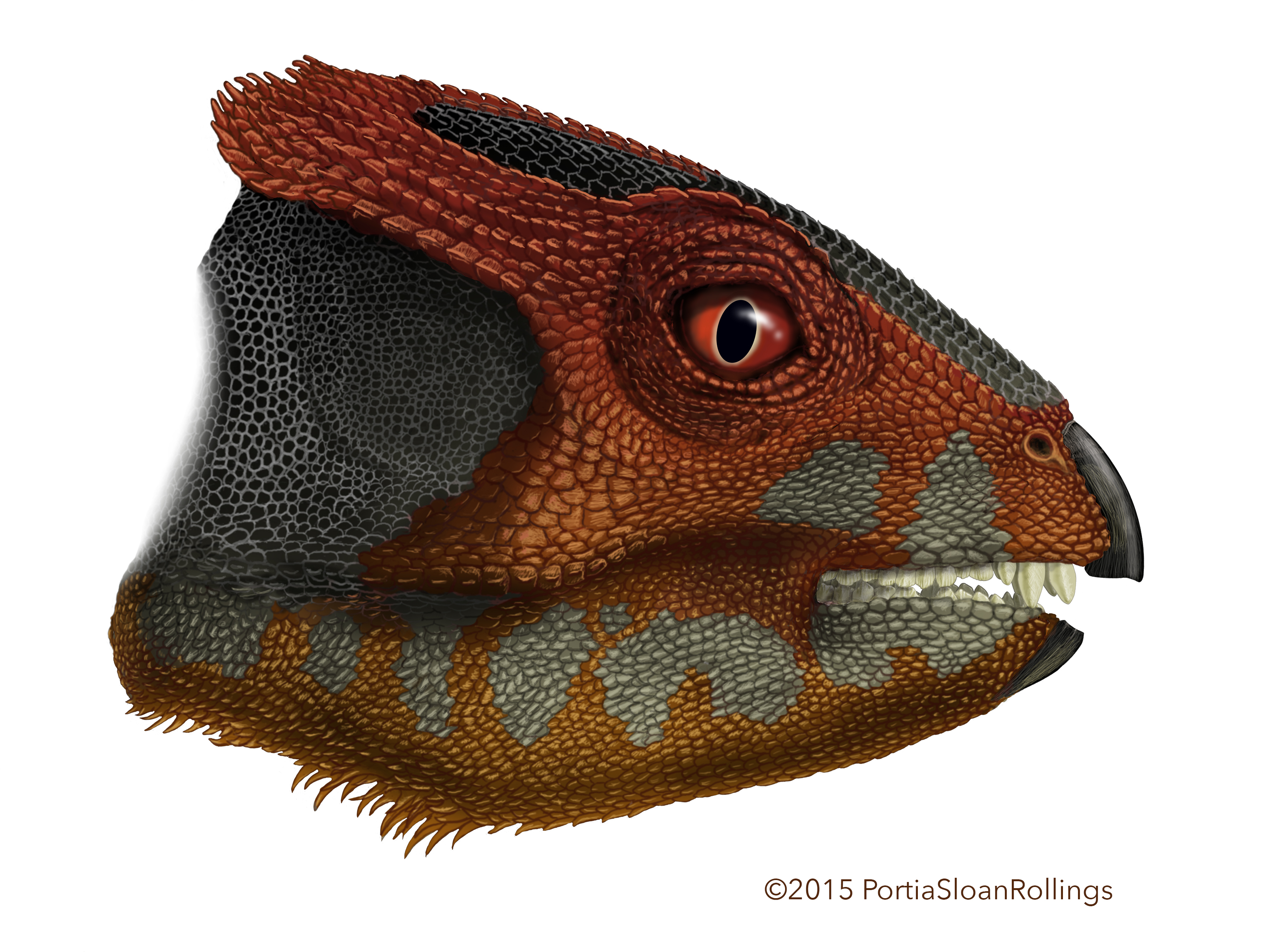 Hualianceratops wucaiwanensis