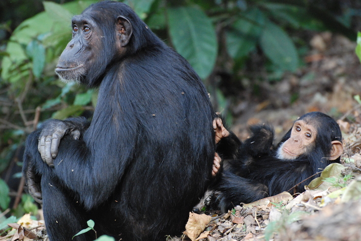 Chimpanzees’ Early Social Interactions May Affect Sex Specific Behaviors Gw Today The George