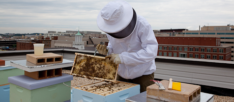 Person in bee suit takes care of beehives on roof