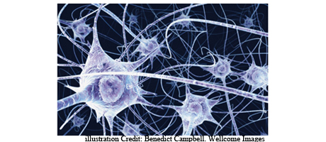 graphical representation of neurons in brain