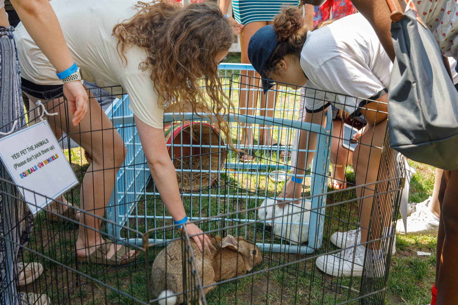 Petting Zoo 2019