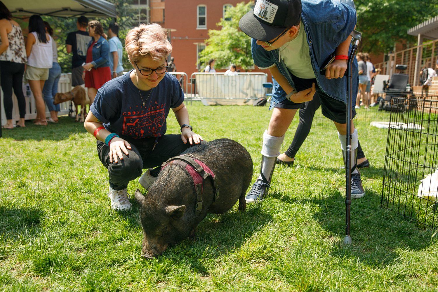 Petting Zoo 2019