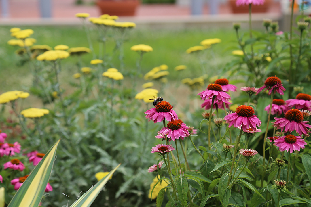 Pollinators9