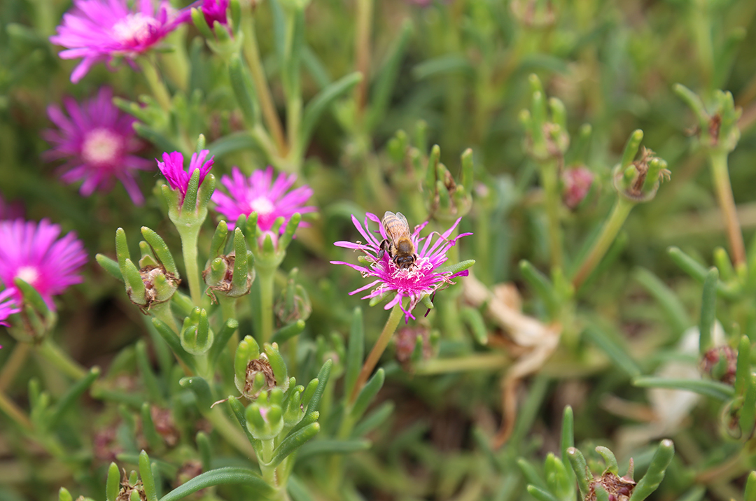 Pollinators2