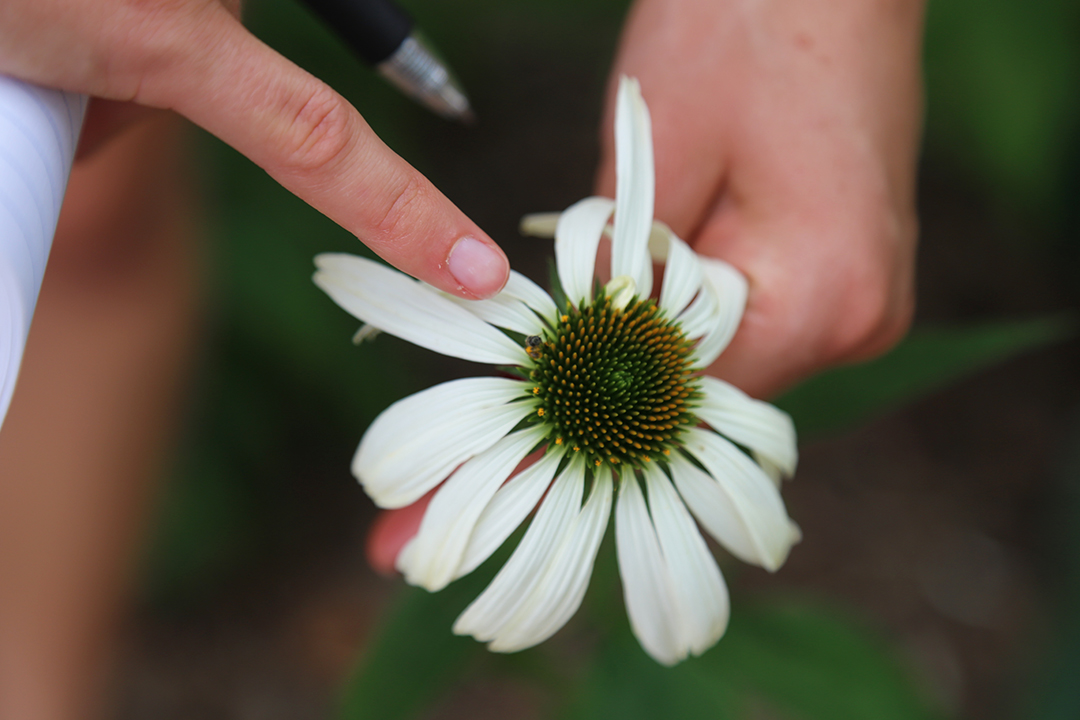 Pollinators4