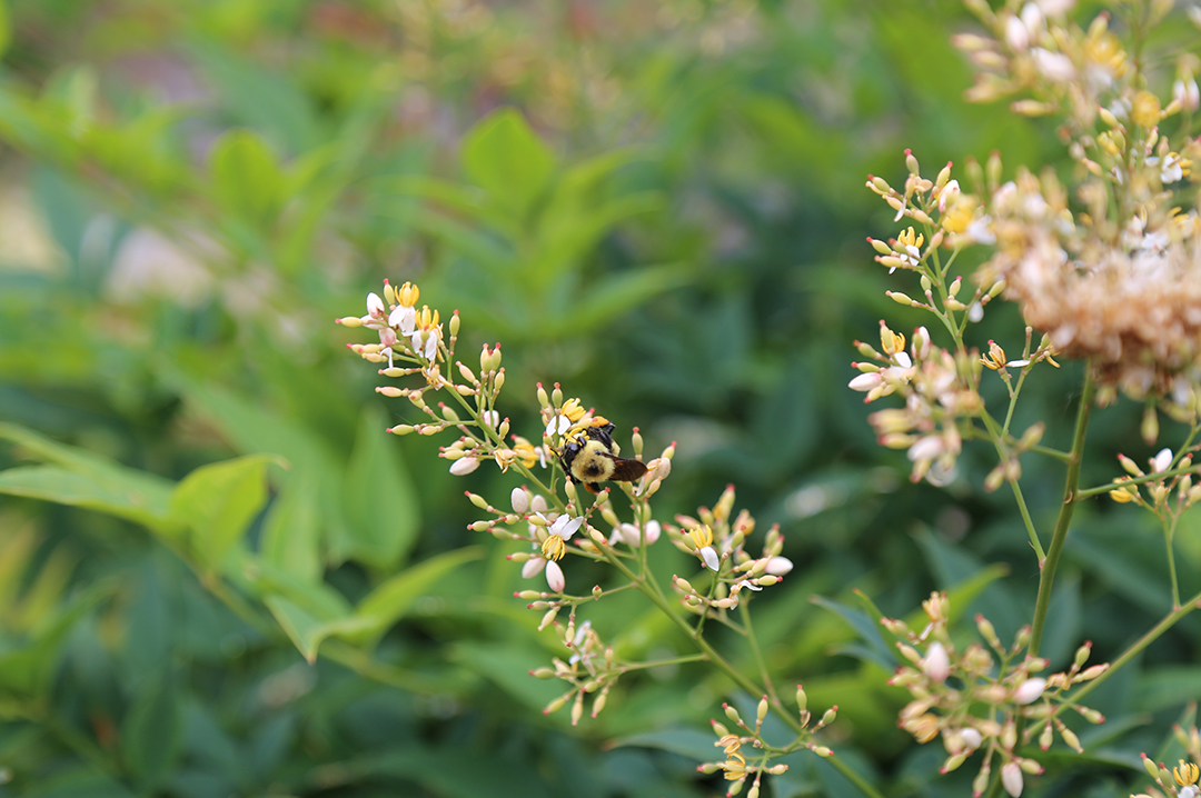 Pollinators6