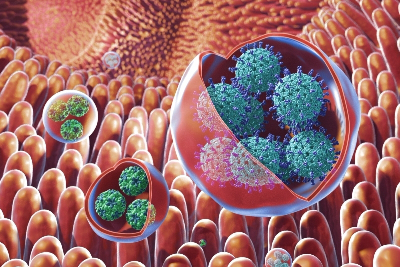 Graphic of vesicles containing clusters of viruses within the gut. 