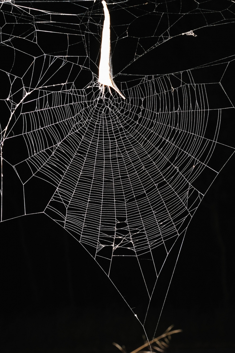 GW Researcher Explains How Seven Spiders Spin Webs of Entrapment