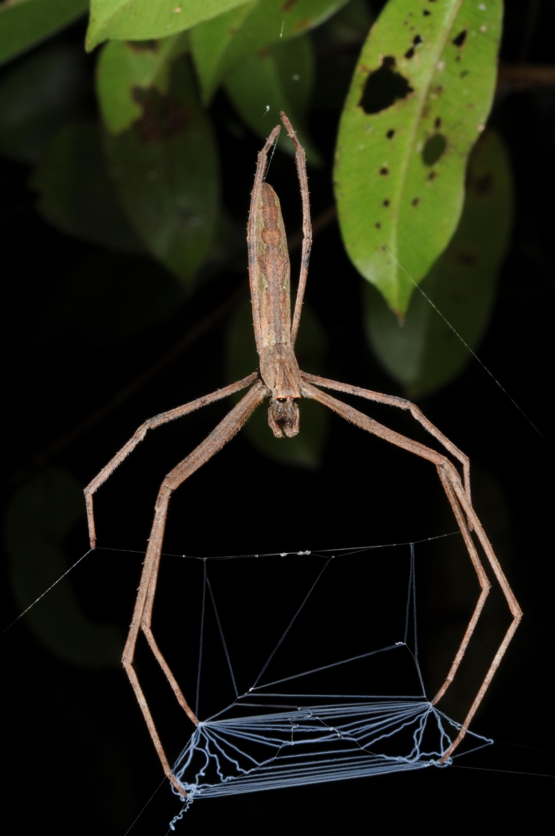 GW Researcher Explains How Seven Spiders Spin Webs of Entrapment