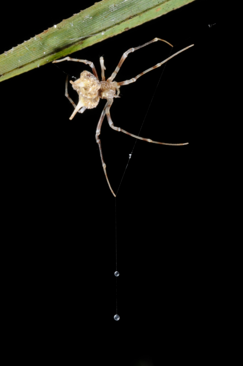 GW Researcher Explains How Seven Spiders Spin Webs of Entrapment