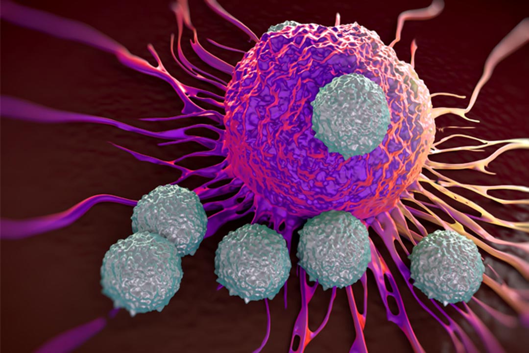 A cluster of CD8 ‘Killer’ T-cells